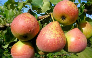 Груша бере зимняя Мичурина