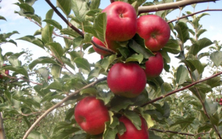 Сорт яблони гранатовое