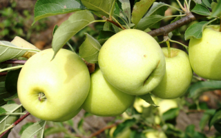 Сорт яблони золотое летнее