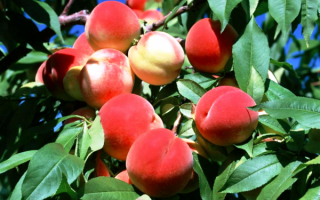 Персики на дереве