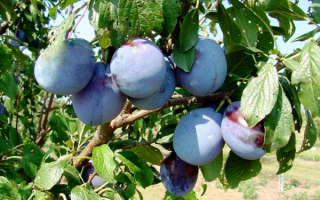 Слива июльская роза