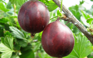 Владил сорт крыжовника