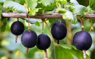 Йошта гибрид крыжовника