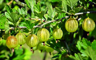 Крупный крыжовник на ветке