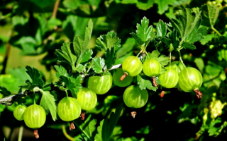 Крыжовник  сорт медовый