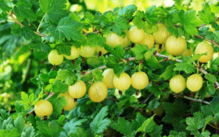 Крыжовник  сорт Фридония