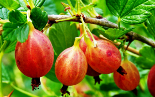 Крыжовник Авангард