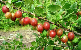 Крыжовник Арлекин