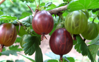 Крыжовник Ахиллес