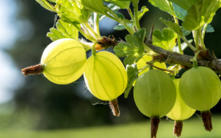 Крыжовник Балтийский