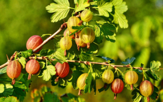 Крыжовник Буреинский