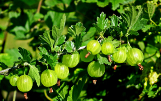 Крыжовник Геркулес