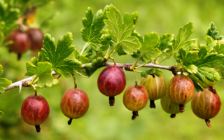 Крыжовник Дугласа