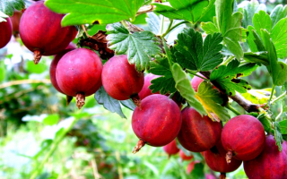 Крыжовник Колобок