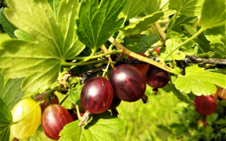 Крыжовник Командор