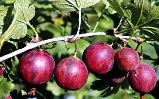 Крыжовник Консул