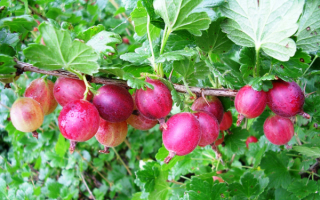 Крыжовник Краснославянский