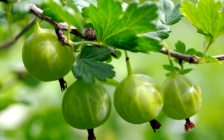 Крыжовник Ленинградец