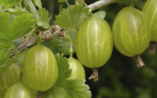 Крыжовник Малахит