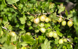 Крыжовник Мукуринес