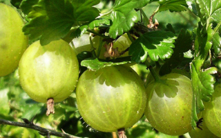 Крыжовник Родник