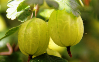 Крыжовник Снежана