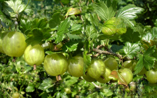 Крыжовник Триумфальный