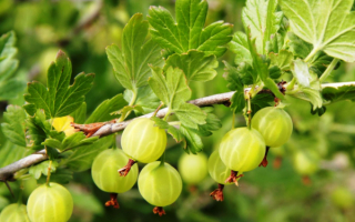 Крыжовник Хиннонмаки Грин