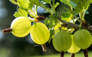 Крыжовник Яровой