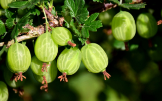 Крыжовник белорусский сладкий