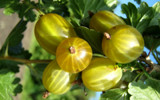 Крыжовник белые ночи