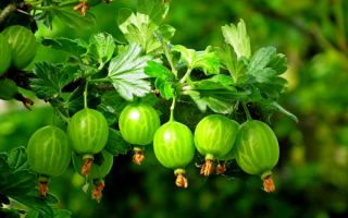 Крыжовник берилл