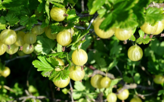 Крыжовник бесшипный малахит