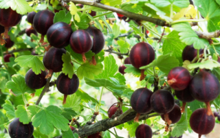 Крыжовник бесшипный северный капитан