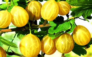 Крыжовник золотистый