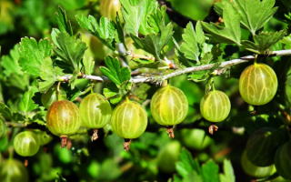 Крыжовник изумруд бесшипный