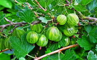 Крыжовник изумруд уральский