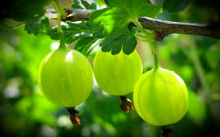 Крыжовник изумруд