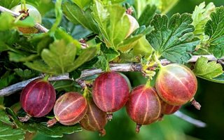 Крыжовник консул бесшипный