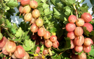 Крыжовник конфетный