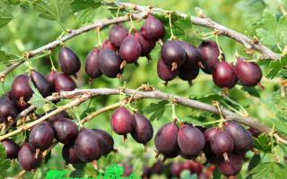 Крыжовник кооператор