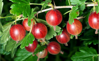 Крыжовник красный