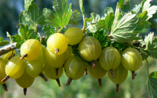 Крыжовник медовый