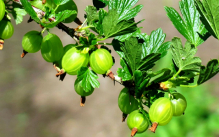 Крыжовник обыкновенный