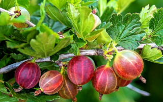 Крыжовник розовыи