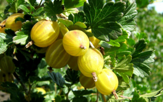 Крыжовник русский желтый