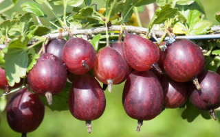 Крыжовник серенада