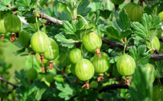 Крыжовник сорт Геркулес