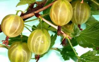 Крыжовник сорт Янтарный