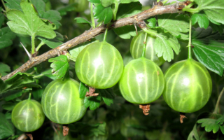 Крыжовник сорт берилл